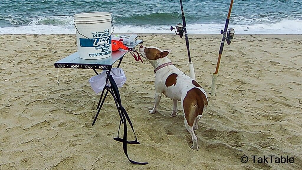 A dog checks out TakTable while we surfcast